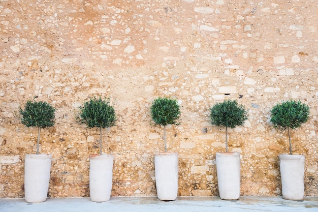 Olivos en el fondo de la pared de piedra