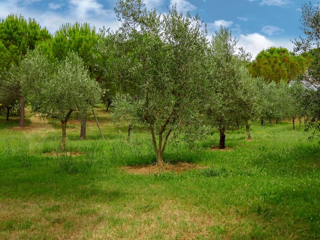 Olivos en jardín