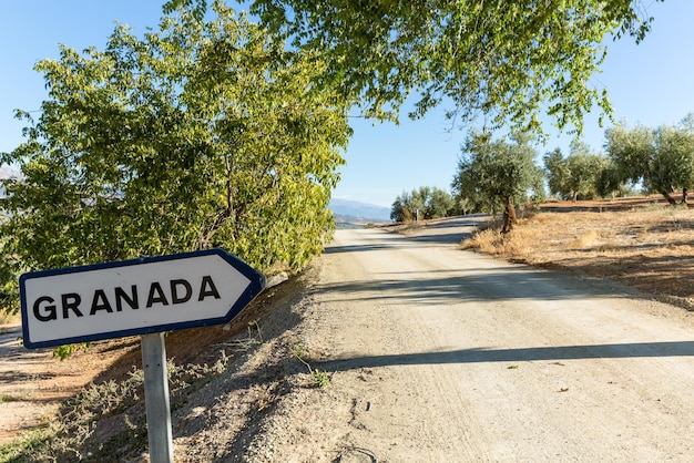 Olivos en la ladera sobre camino de tierra con signo