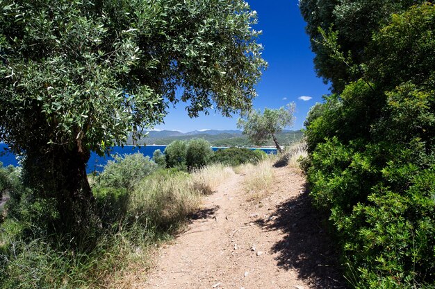 Olivos en una ladera