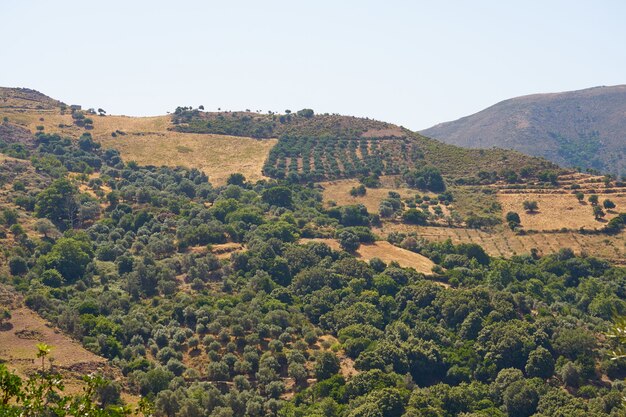 Olivos en un olivar en las montañas de Creta.