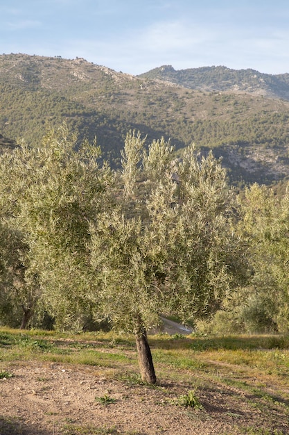 Olivos en el Parque Nacional Sierra Magina Jaén España