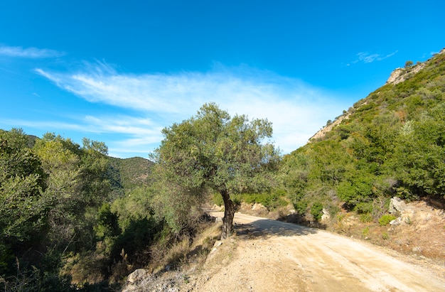 Olivos silvestres en el camino rural en Grecia