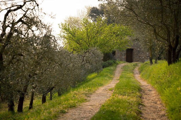 Olivos en la Toscana