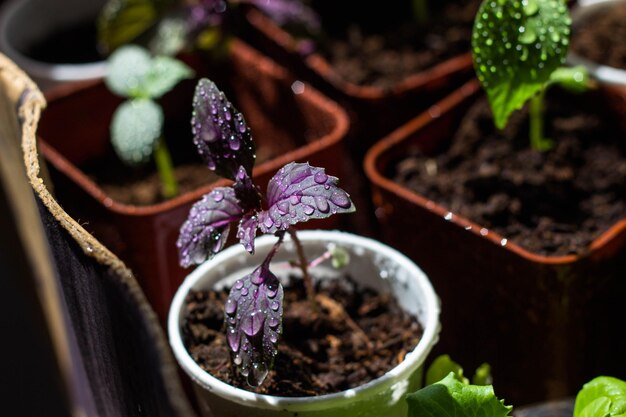 Foto una olla de albahaca está en una olla con la palabra albahaca.