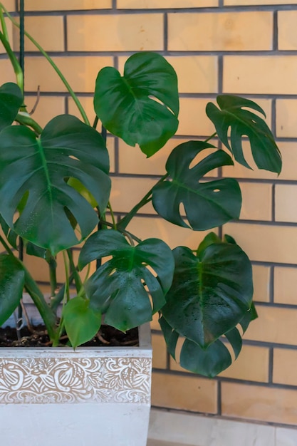 Una olla con un árbol monstruo en una gran olla de barro contra una pared de ladrillo beige Enfoque selectivo