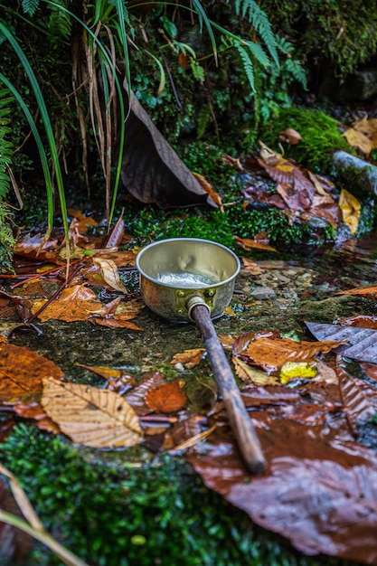 Una olla en un arroyo con hojas