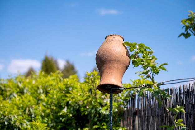 Una olla de barro cuelga de una valla en primavera Arbustos de frambuesa cerca de la valla con una olla de barro