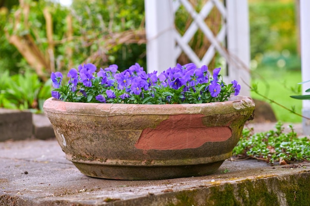 Olla de barro en mi jardín En mi jardín jarro y maceta