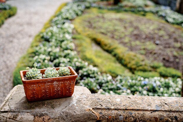 Olla de barro con suculentas Echeveria con el telón de fondo de un parterre