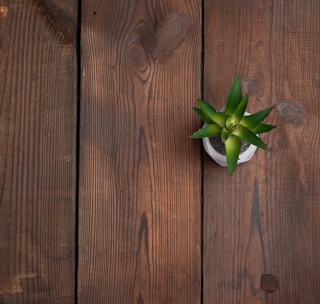 Olla de cerámica gris con aloe sobre una superficie de madera marrón, vista superior