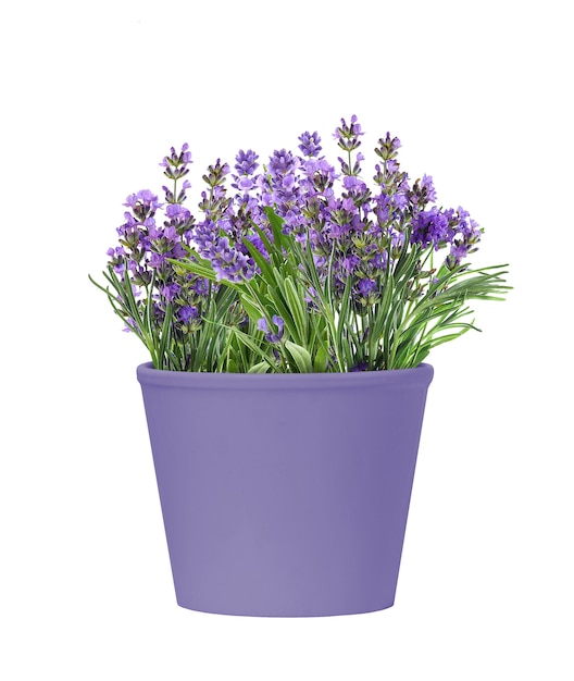 Olla de cerámica púrpura de flores de lavanda aislado sobre fondo blanco.