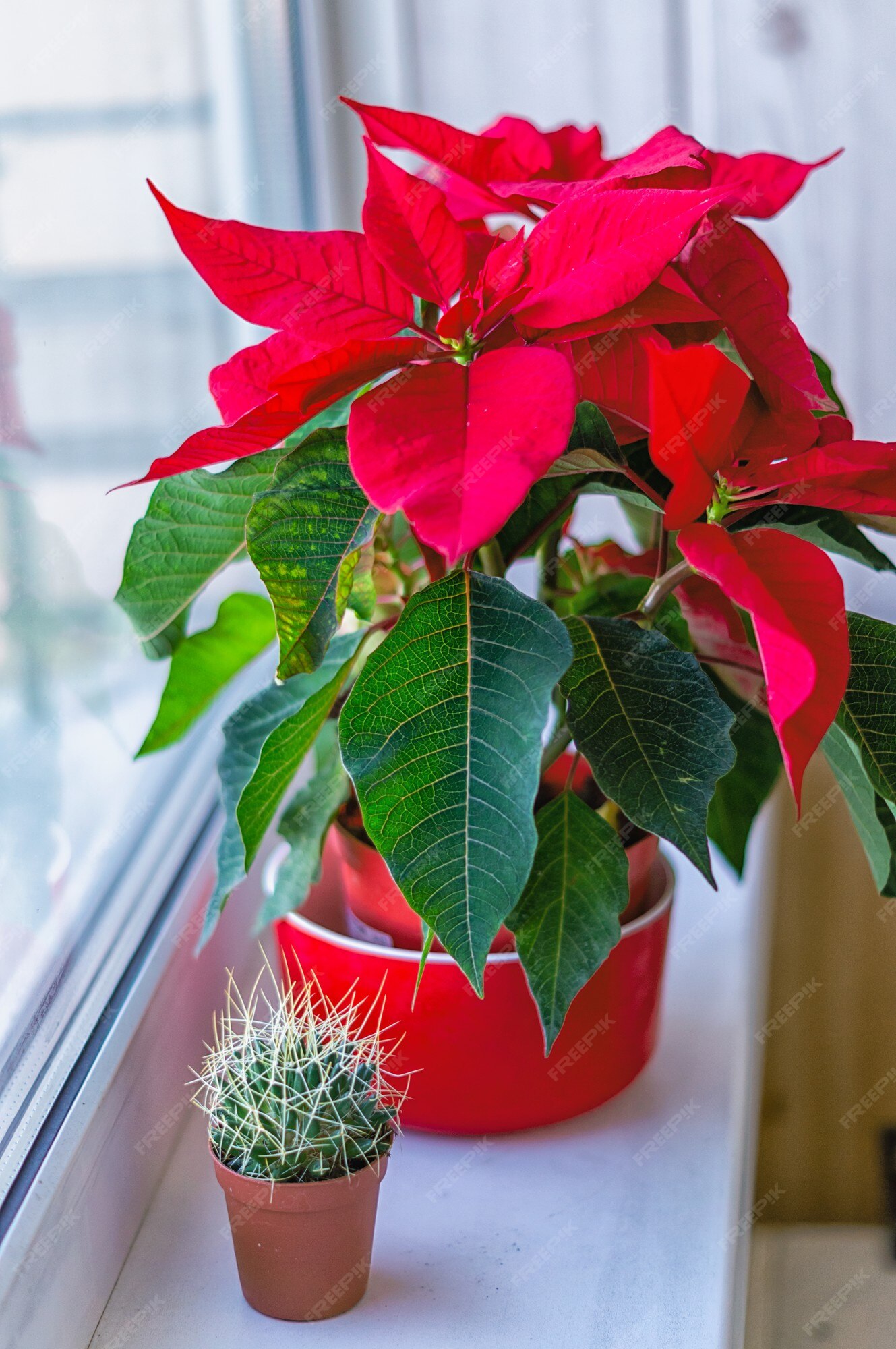 Olla con una flor de nochebuena de navidad y plantas suculentas en el  alféizar de la ventana, fondo borroso, de cerca. | Foto Premium