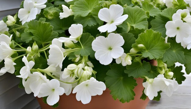 Foto una olla de flores blancas con hojas verdes y flores blancas