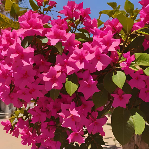 Foto una olla de flores que dice estrella está en la esquina inferior derecha