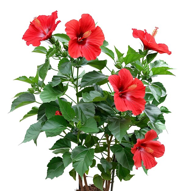 Foto una olla de flores rojas con la palabra hibisco en ella