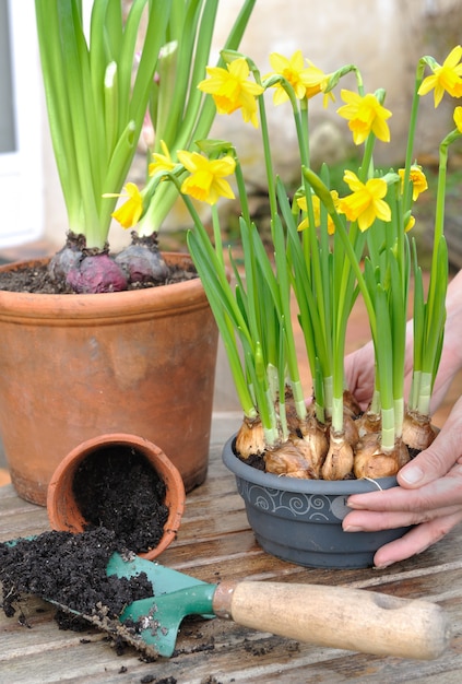 Olla de narciso