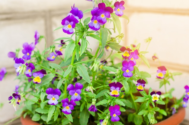 Olla con petunyami morado o azul.