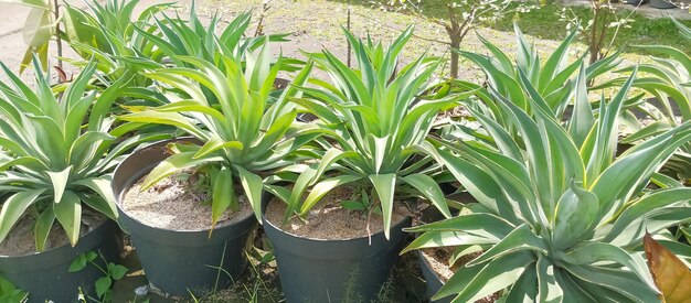 Foto una olla con una planta en ella que está etiquetada