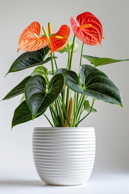 Una olla de plantas de interior aislada sobre un fondo blanco