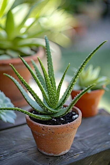 Una olla de plantas de interior aislada sobre un fondo blanco