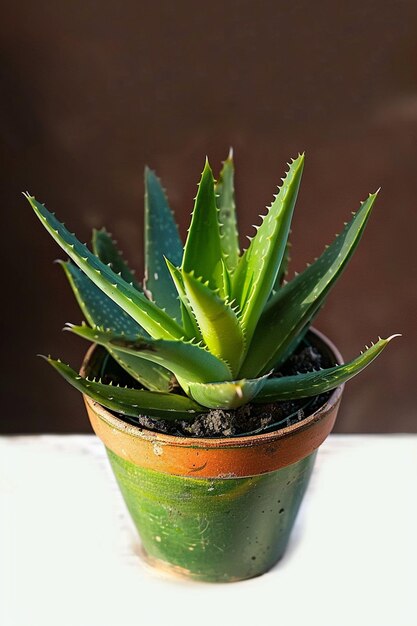 Foto una olla de plantas de interior aislada sobre un fondo blanco