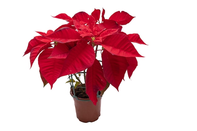 Una olla con una poinsettia Aislado sobre fondo blanco Concepto de diseños