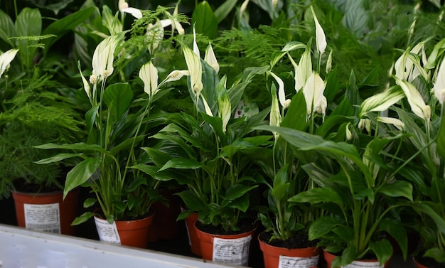 Las ollas de flores con spathiphyllum en la tienda de flores Banner