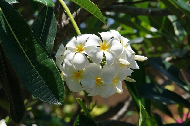 Olor dulce en un marco. Flores blancas