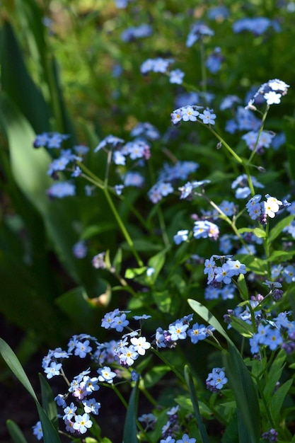 Foto los olvides azules en flor en el jardín