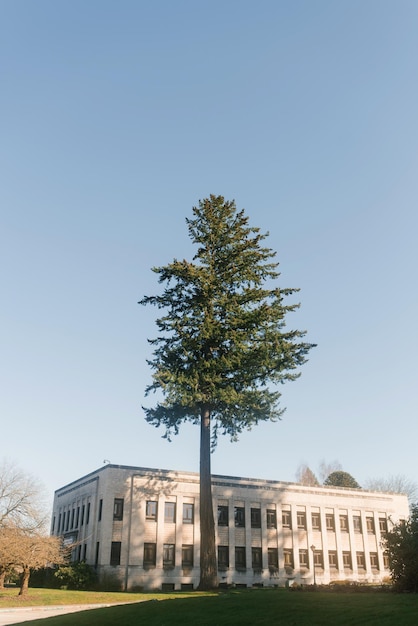 Olympia USA Marzo 2022 Hermoso árbol solitario cerca del Capitolio