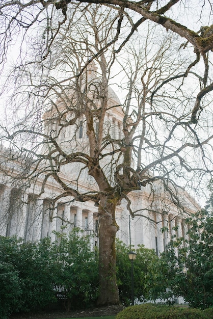 Olympia Washington EUA março de 2022 A árvore cresce perto do Capitólio