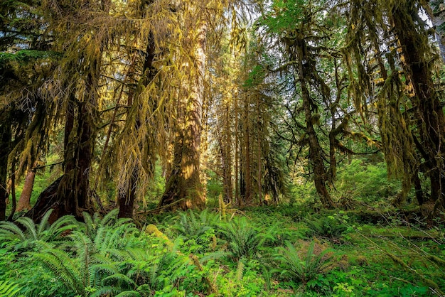 Olympische Nationalparklandschaft in den USA