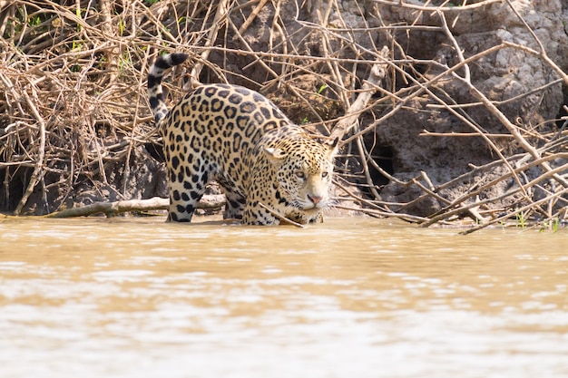 Onça-pintada na margem do rio Pantanal, Brasil. Felino brasileiro selvagem. Natureza e vida selvagem