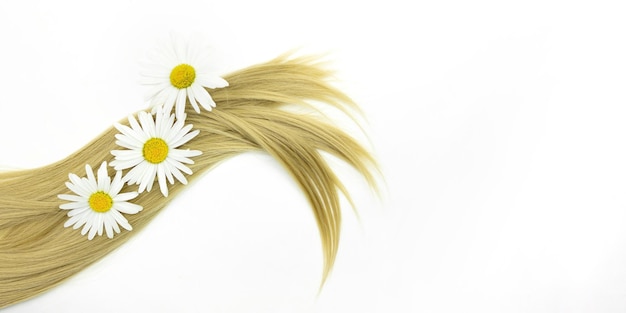 Onda de cabello rubio con flor de manzanilla sobre fondo blanco Tratamiento de reparación de puntas abiertas