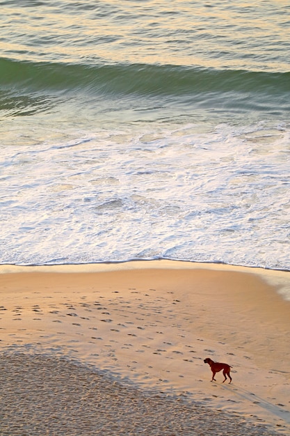 Ondas batendo na praia cheia de pegadas e um cachorro