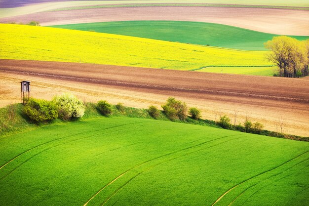 Foto ondas de campo con árboles, moravia del sur