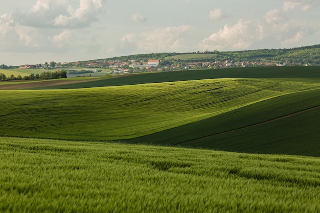 Foto ondas de campo con árboles en la primavera en el sur de moravia república checa