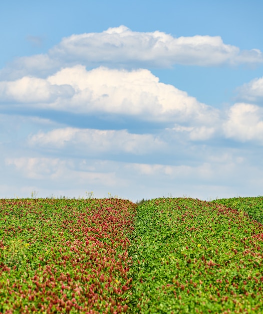 Ondas no campo de trevo vermelho até o horizonte com nuvens no céu azul