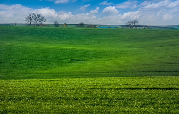 Foto ondas verdes de un campo de trigo de cultivos, con líneas que se extienden en la distancia.