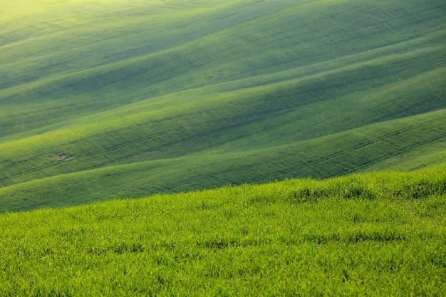 Ondas verdes típicas da paisagem toscana