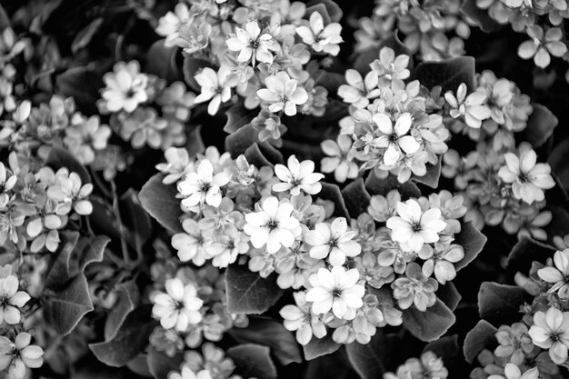 Onde as flores florescem Flores desabrochando Fundo floral Inflorescência rosa Plantas com flores