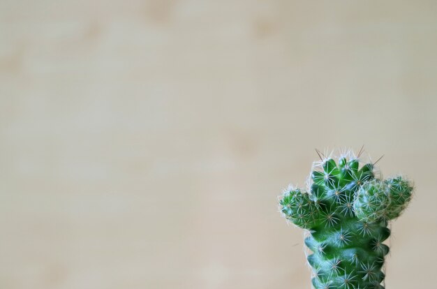 Foto one cute vibrant green mini cactus plantas