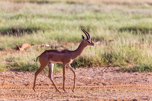 One Grant Gazelle fica no meio da paisagem gramada do Quênia