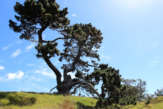 One Tree Hill Park Auckland paisagem parque da cidade maori