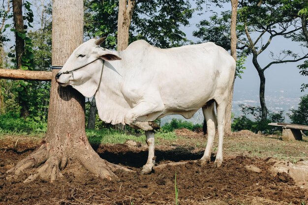 Ongole Crossbred-Rinder oder javanische Kuh oder weiße Kuh oder Bos taurus ist das größte Rind in Indonesien in traditioneller indonesischer Viehzucht