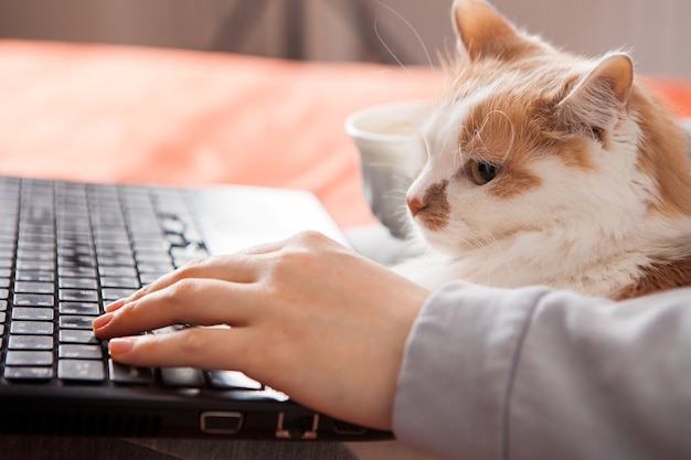 Online-Heimunterricht und Computerarbeit. Eine Frau sitzt mit einem Laptop, einer Katze und einer Tasse Kaffee auf einem Bett.