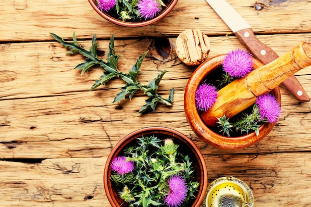 Onopordum.Herbalism.Thistle