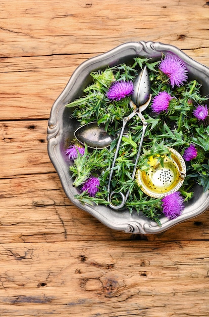 Onopordum und Kräuterkunde. Distel