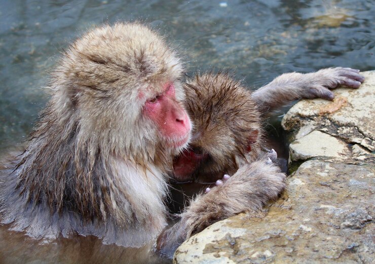 Foto onsen de macaco